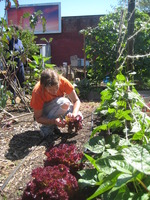 Intern Harvesting